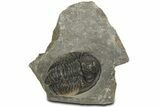 Detailed Proetid (Gerastos) Trilobite Fossil - Morocco #343304-2